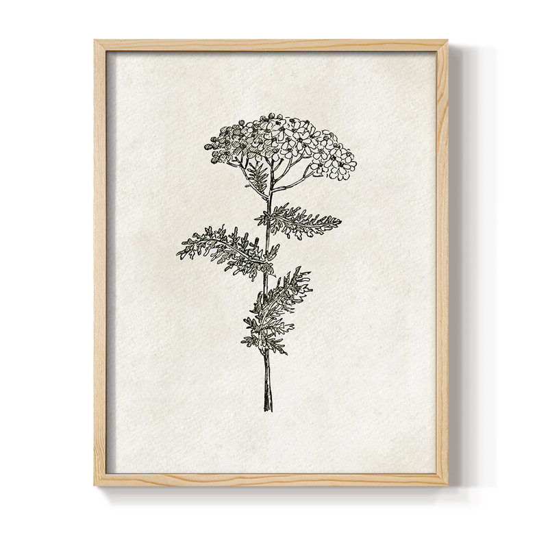 Reproduction florale vintage encadrée «Cccxxiv» - bois massif, Naturel, H 21 po x l 17 po