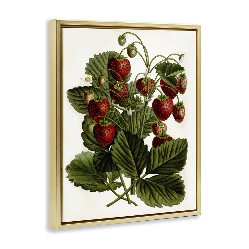 Strawberry Plant Study Grey Framed Floater Canvas Wall Art by Lettered and Lined, Cadre flottant métallique doré