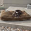 Coussin intérieur / extérieur pour chien Just Relaxin 'Classic-820131937-820131939