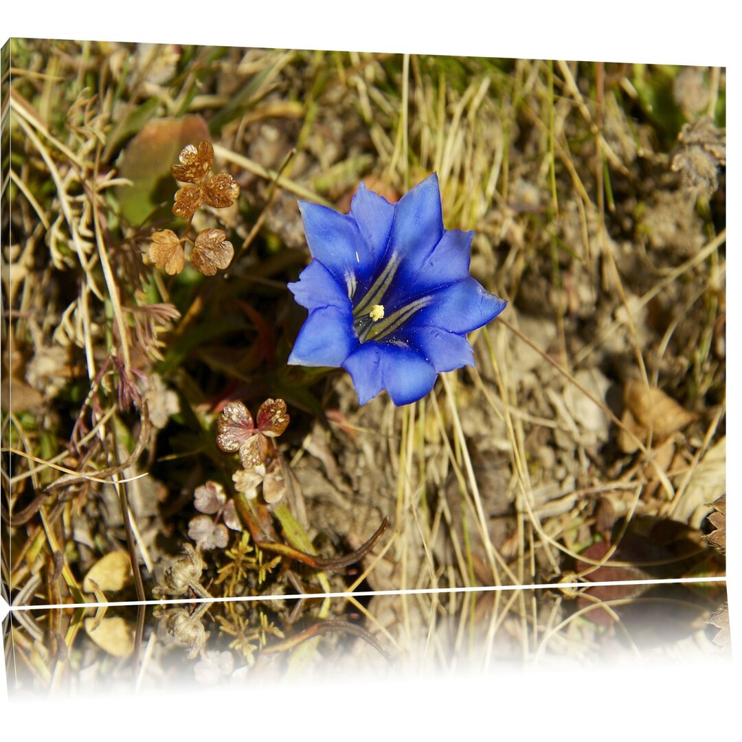 Leinwandbild Schöne blaue Blüte