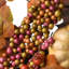 Couronne 32 po