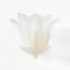 ZEFTA Glass Sconce