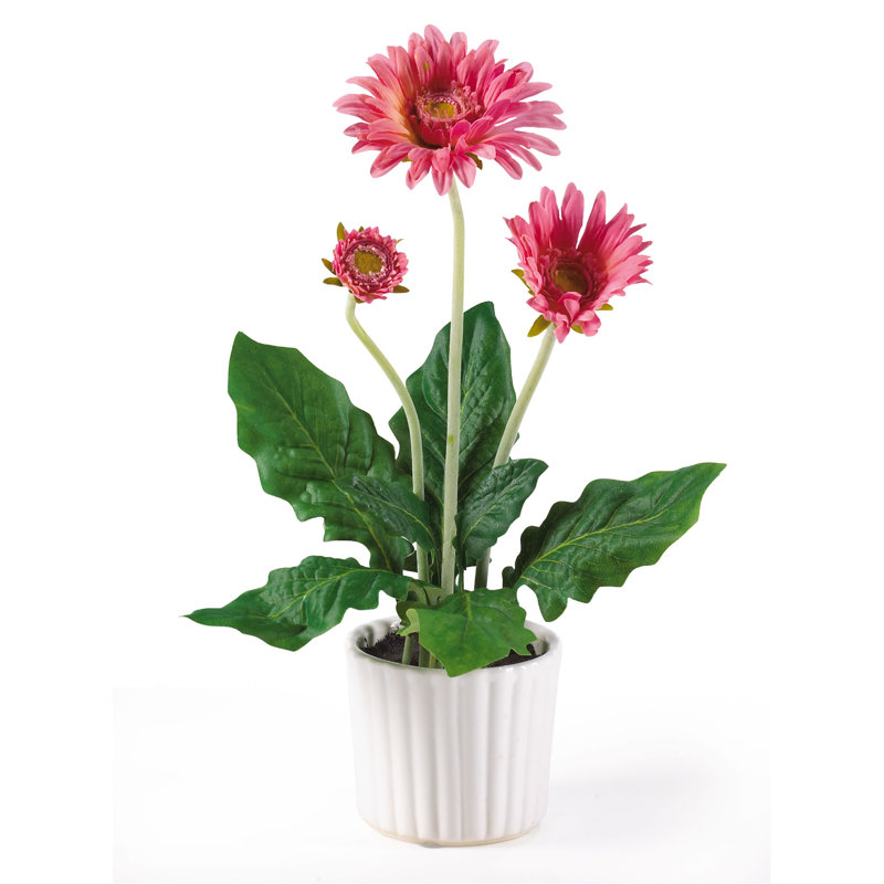Arrangement floral Gerber Daisies