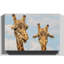 Two Giraffes Chewing Photographic - Wrapped Canvas-19092965