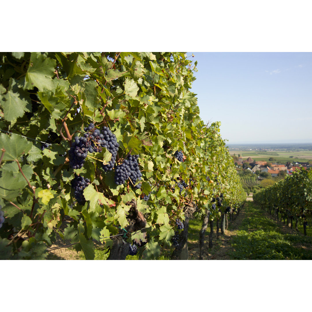 Weinberg Stille-Lawnenbach von Rotofrank - Drucken