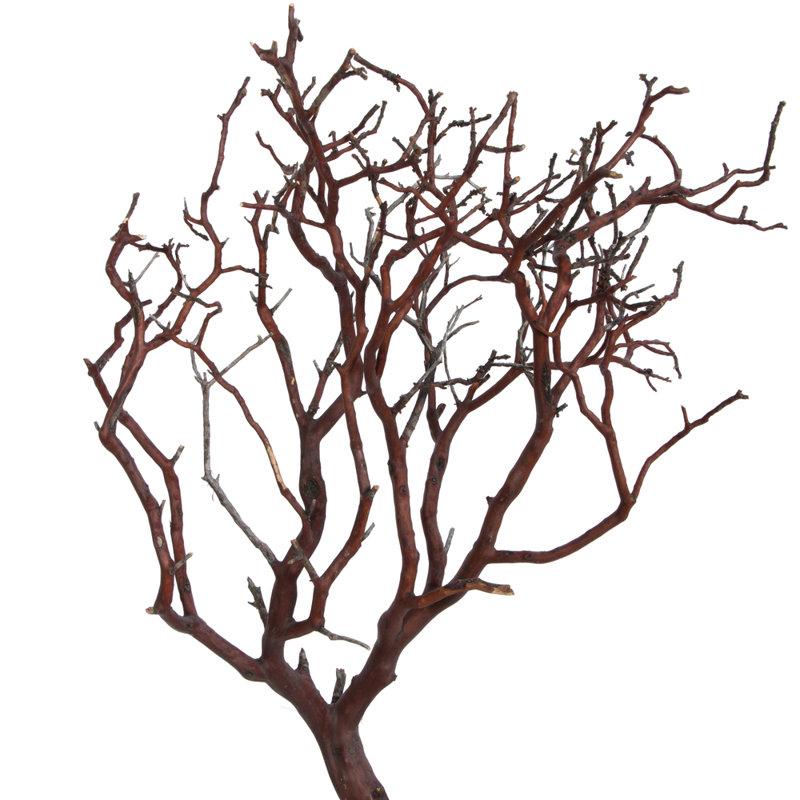 Manzanita Plant