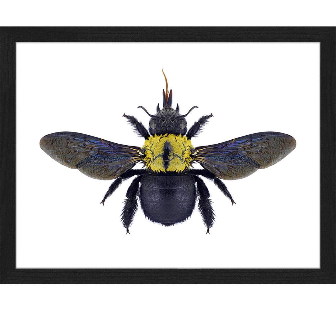 Gerahmtes Poster Bee Xylocopa Flavonigrescens