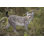 Animals Weather Resistant Water Resistant UV Resistant Polyresin Garden Statue