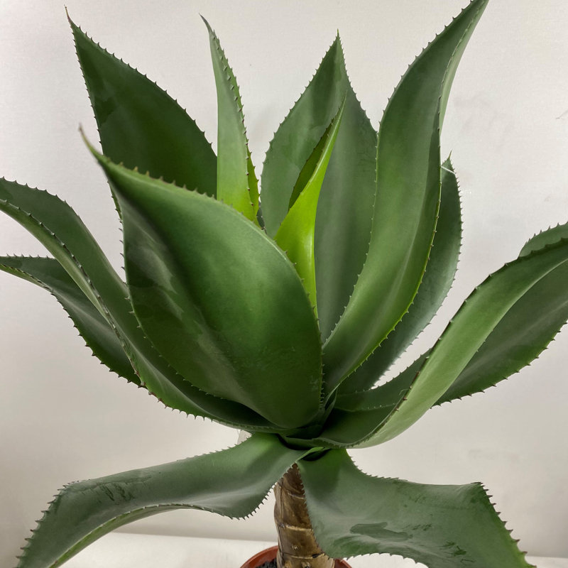 Plante grasse artificielle 32 po en pot