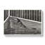 Bird In The Cage by Samuel De Mesquita - Wrapped Canvas Print-61847516