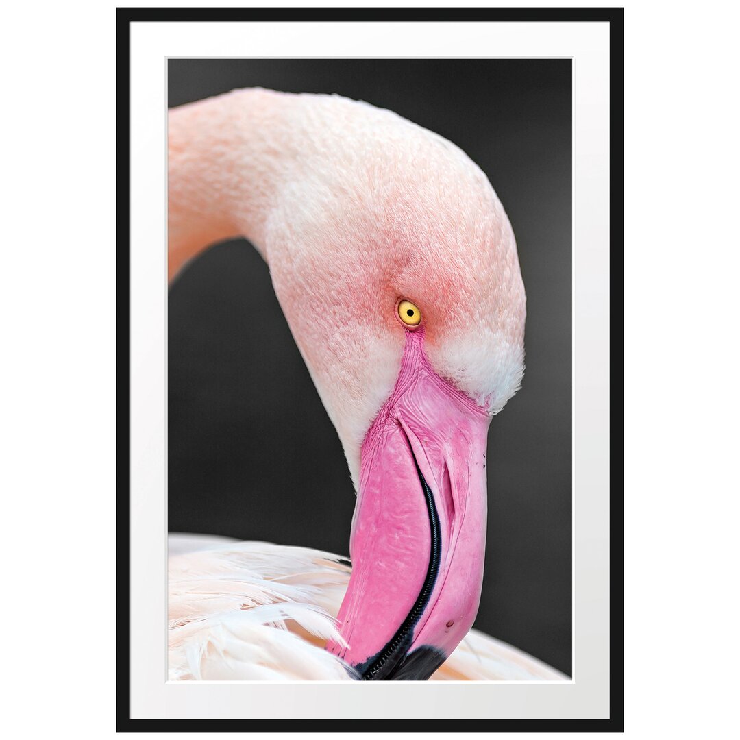 Gerahmtes Poster Flamingo putzt sein Gefieder