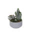 Faux Cactus Succulent in Pot