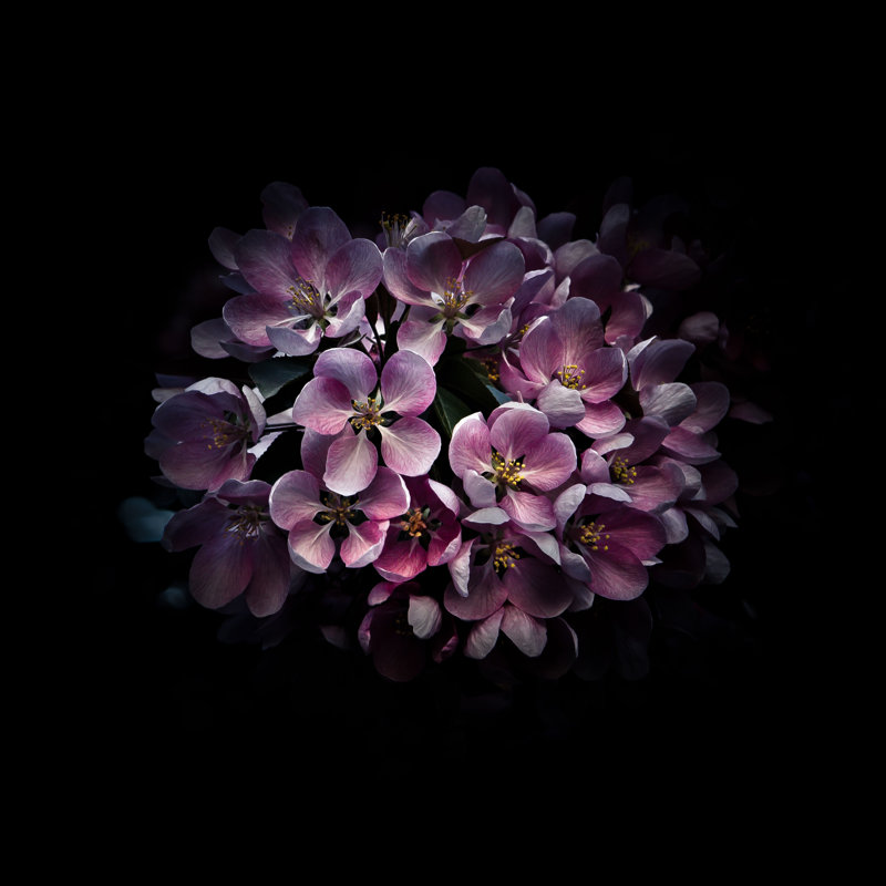 Purple Verbena - Wrapped Canvas Art Prints, 76cm H x 76cm W