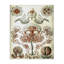  Art classique classique sur toile, "Haeckel" par Graffi *ee Studios-1798091955