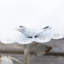 Lemen Metal Single Tier Birdbath