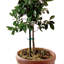 Amaya Support à plante-408462787