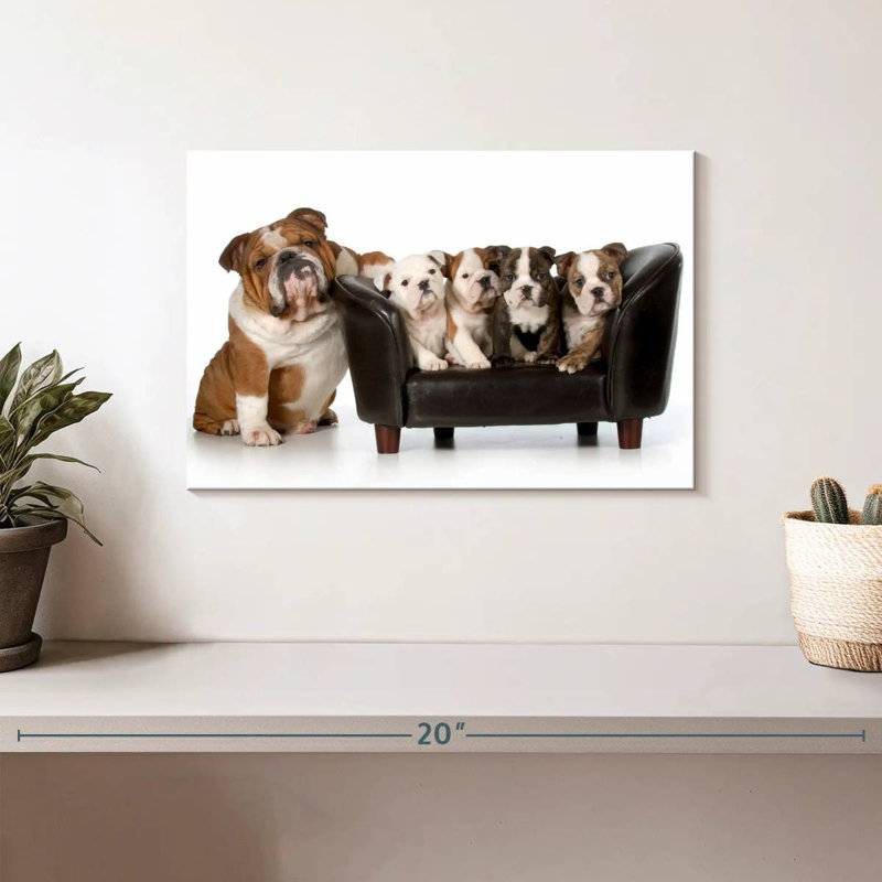 Bulldogs anglais Brampt, H 8 po x l 12 po