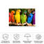 Perroquets arc-en-ciel bolologien-98044038