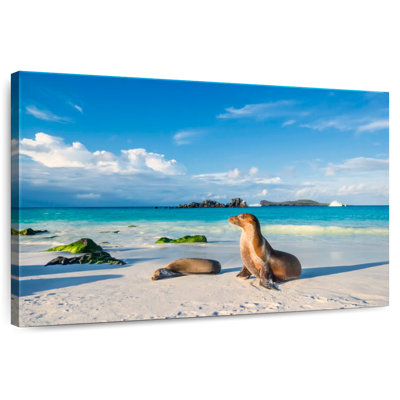 Galapagos Islands Sea Lions