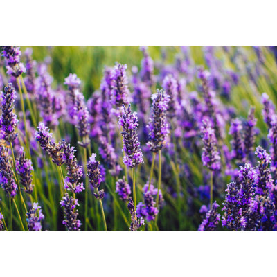 Blooming Lavender Flowers Detail by Asife - Wrapped Canvas Print