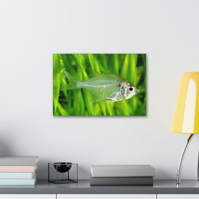 Majestic X-ray Fish Art Majestic X-ray Fish Print Animal Wall Art