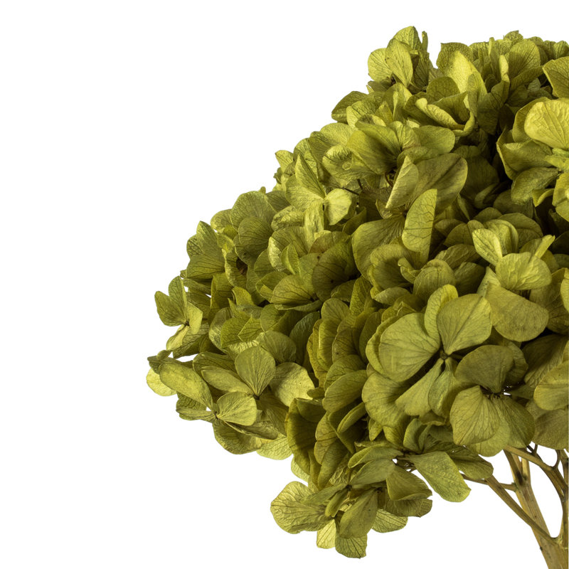 Natural Botanicals 15" Hydrangea with Multiple Branch Segments, Preserved, Antique Moss