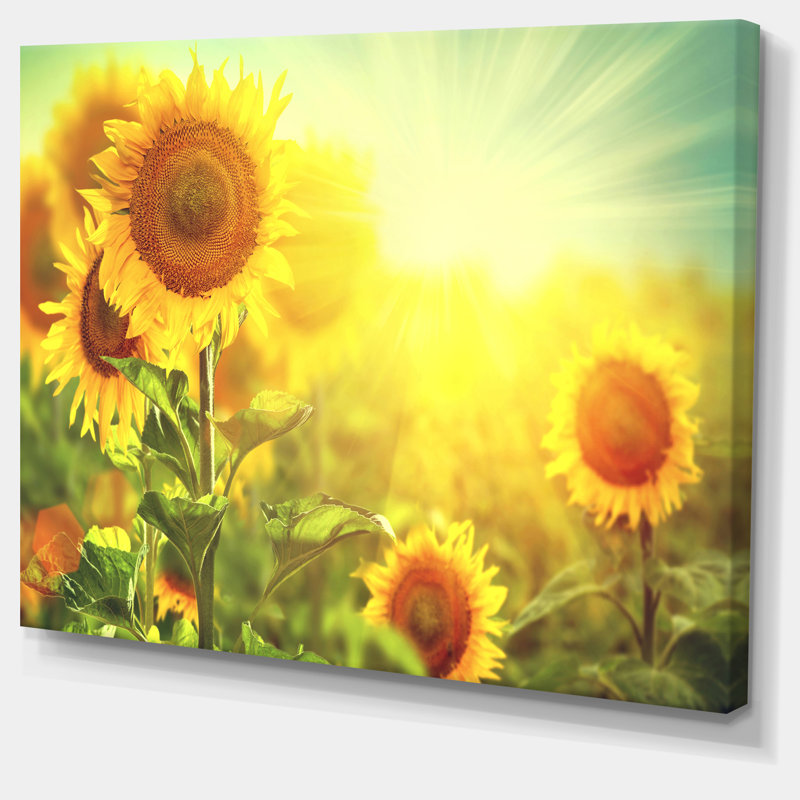 Tournesols en fleurs sur le terrain - reproduction de photo, H 12 po x l 20 po, Toile tendue