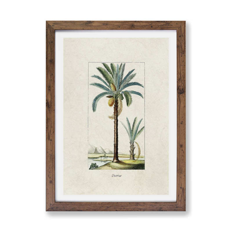 Illustration Of A Date Palm Tree - Single Picture Frame Painting, Walnut, 33cm H x 45cm W x 2cm D