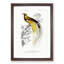Bird Of Paradise by Charles D' Orbigny - Single Picture Frame Painting-55457062-55457063