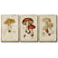 Ensemble de 3 pièces champignon V Variétés encadrées sur toile-97709001-97708995