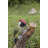Woodpecker on Stump Statue