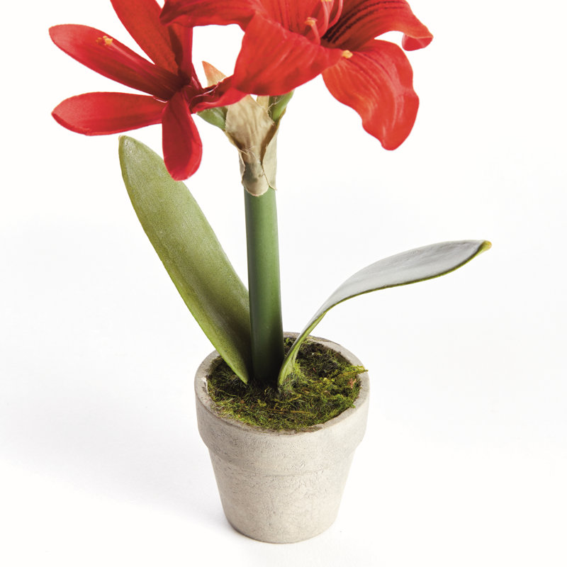 MINI AMaryllis en pot 9 po