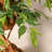 Ficus Artificial Tree with Curved Trunk