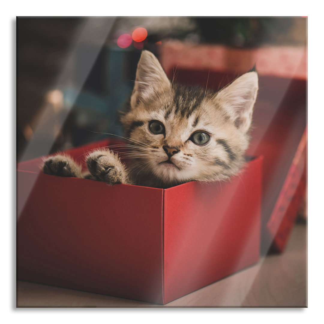 Glasbild Cute Kitten in a Box