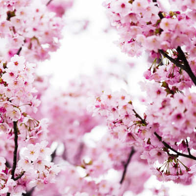 Pink Cherry Blossoms - Wrapped Canvas Print