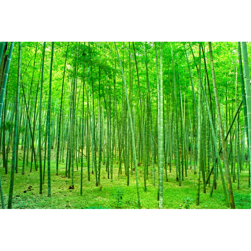 Bamboo Forest - Wrapped Canvas Print, 30cm H x 46cm W