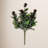 Berry Ficus Bush