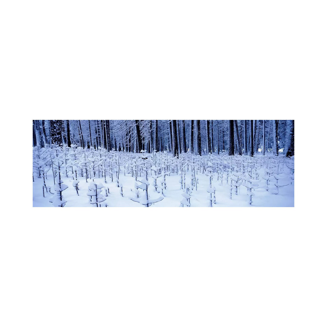 Schneebedeckte Bäume in einer Landschaft, Yosemite Valley, Yosemite National Park, Mariposa County, CA USA