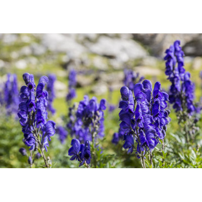 Wildflowers (Aconitum Napellus) - Wrapped Canvas Print