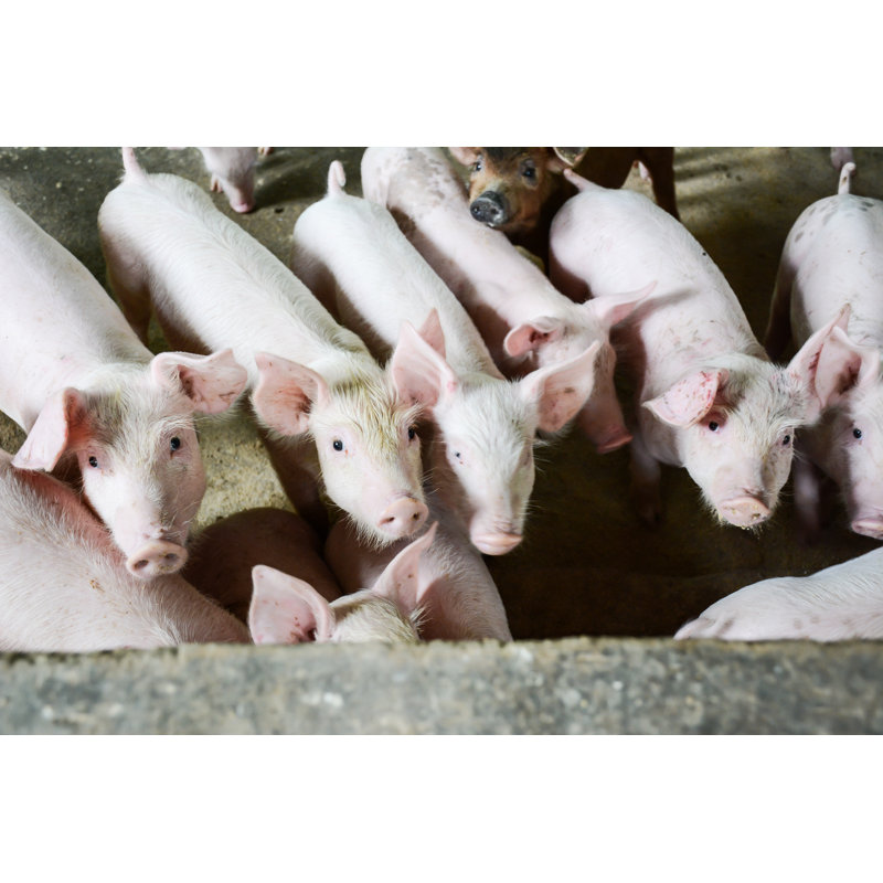 Cochon - Photographie sur toile tendue, H 8 po x l 12 po