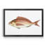 «Small Small Antique Fish III», reproduction d'art graphique sur toile encadrée-1550136866-1550136879