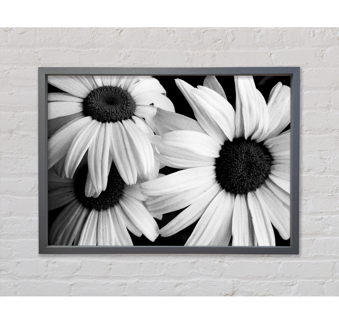 Daisy Petal Beauty B N W - Druck