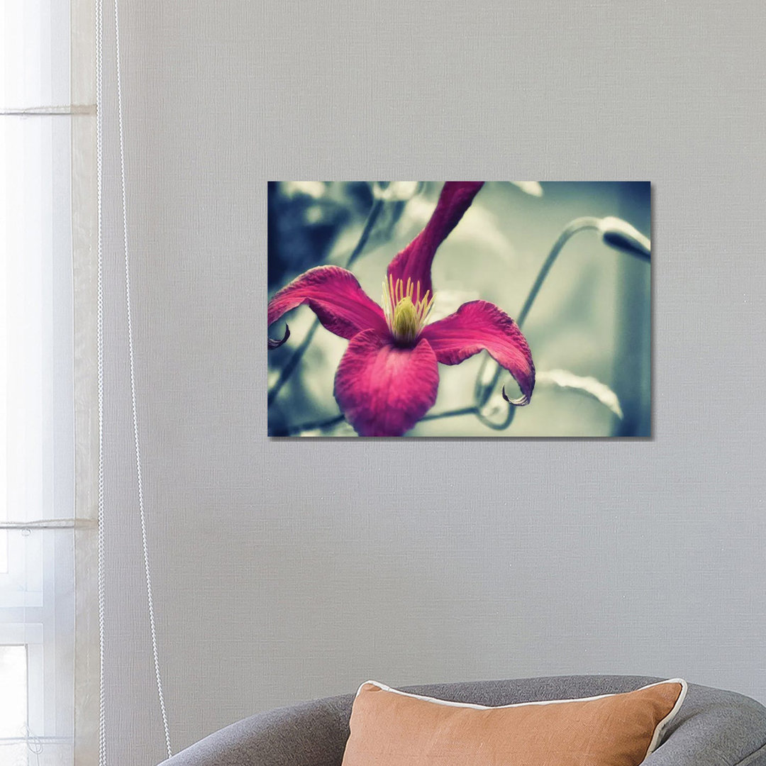 Rosa Clematis, schwarzer & weißer Hintergrund von Savanah Plank - Galerie-verpackte Leinwand Giclée auf Leinwand