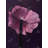 Purple Petals Print On Canvas