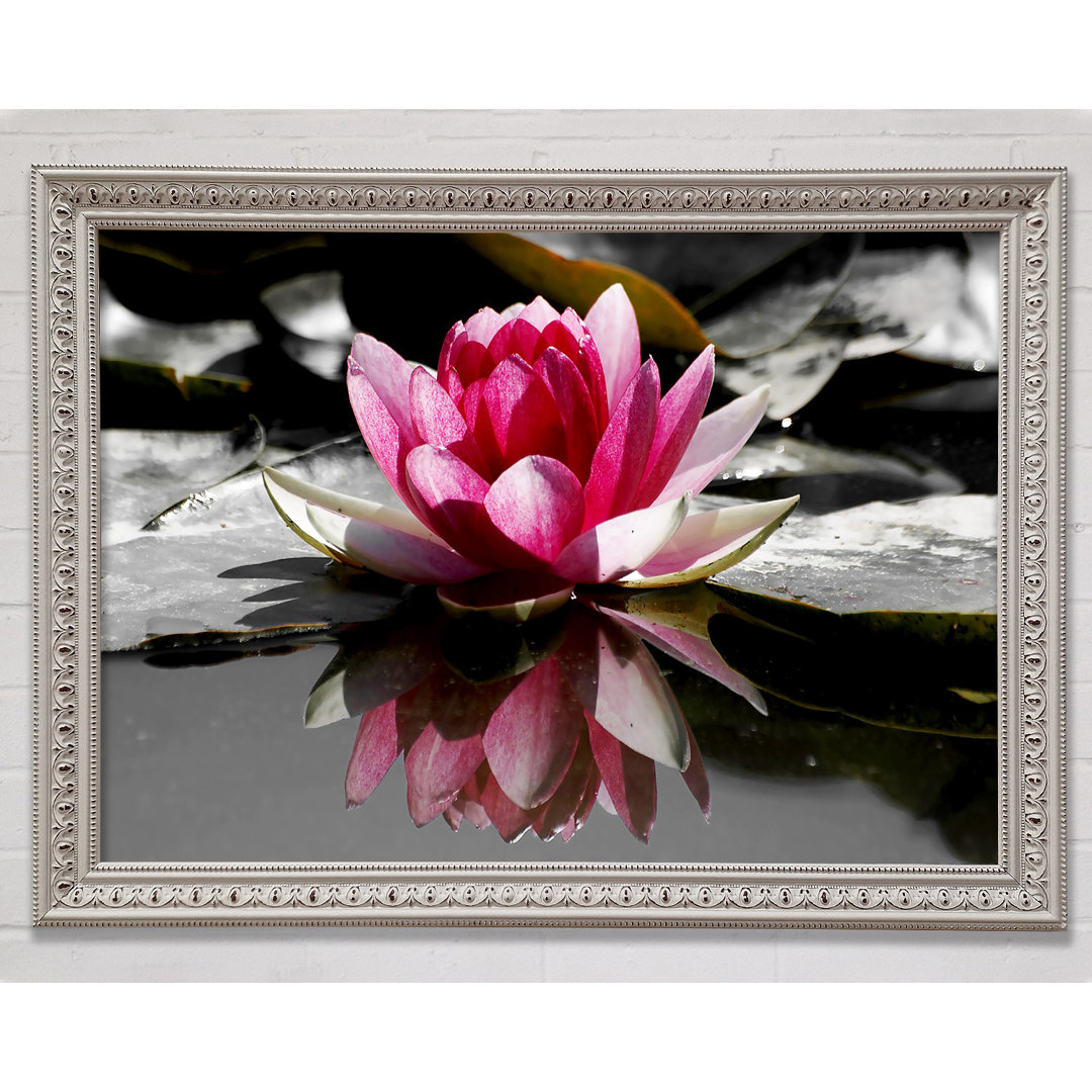 Pink Water Lily Reflections B N W - Einzelne Bilderrahmen Kunstdrucke