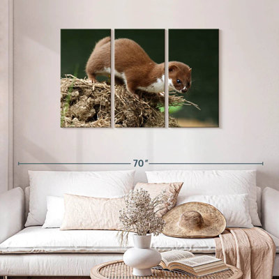 Food Hunting Weasel