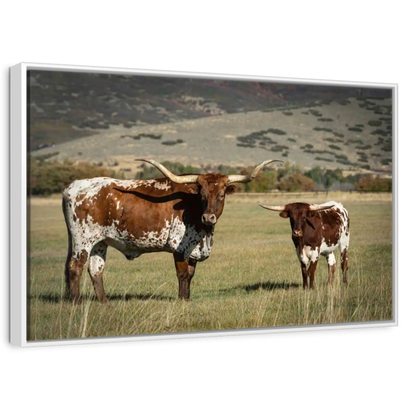 Texas Longhorn et son mollet, Cadre flottant blanc, 25 po x 17 po
