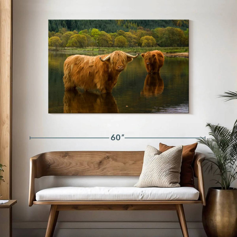 Brampt Bathing Highland Cow