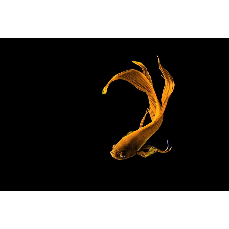 Golden Siamese Fish - Wrapped Canvas Print, 30cm H x 46cm W x 3.8cm D