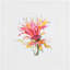 Sheer Beauty II Print by Jardine